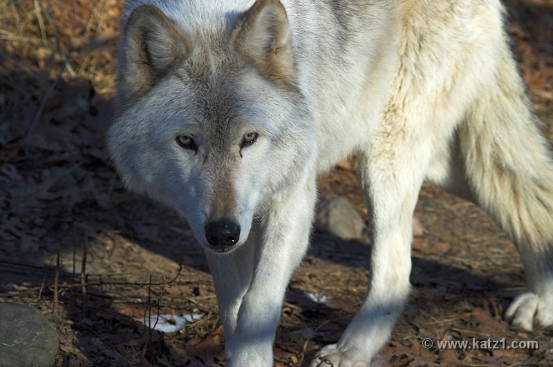Arctic Wolf 028